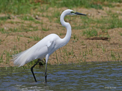 Ardea alba melanorhynchos
