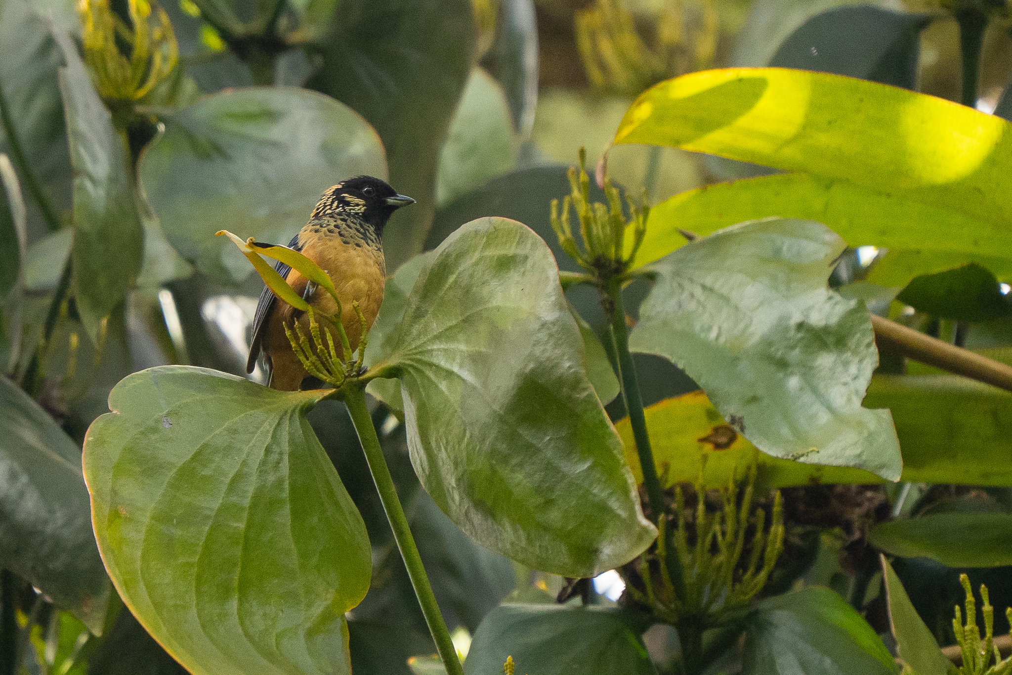 Spangle-cheeked Tanager (Tangara dowii), photo 4