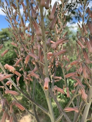 Aloe komatiensis