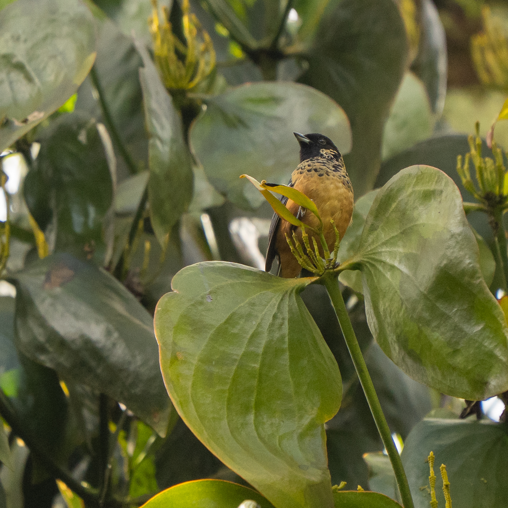 Spangle-cheeked Tanager (Tangara dowii), photo 5