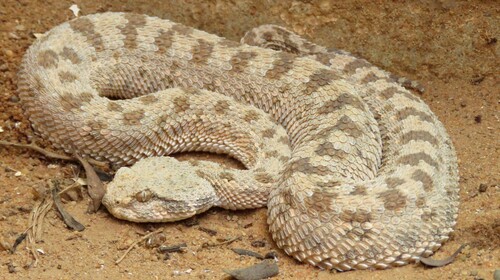 Desert Horned Viper