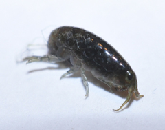 Traskorchestia traskiana