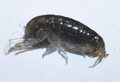 Traskorchestia traskiana