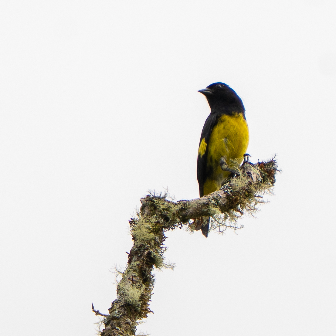 Yellow-bellied Siskin (Spinus xanthogastrus), photo 4