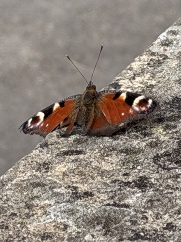 European Peacock Butterfly