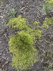 Bryophyta