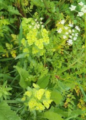Helioscopia