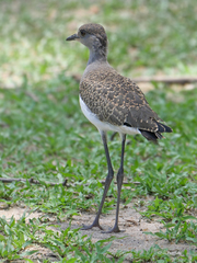 Vanellus lugubris