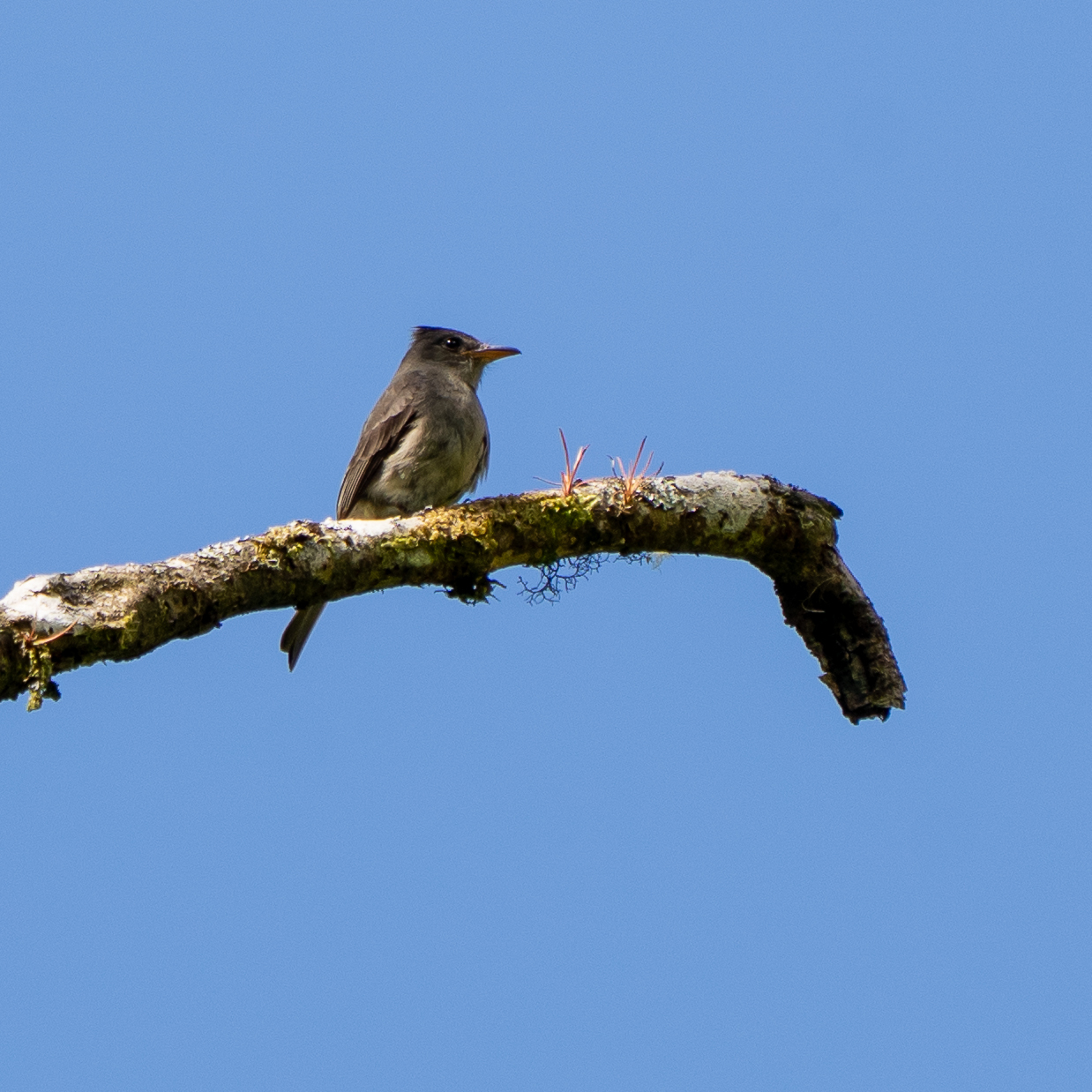 Dark Pewee (Contopus lugubris), photo 2