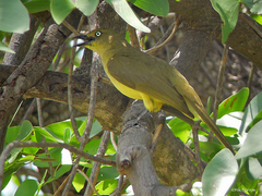 Andropadus importunus