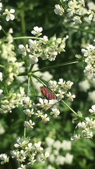 Graphosoma italicum italicum