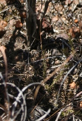 Pharnaceum aurantium