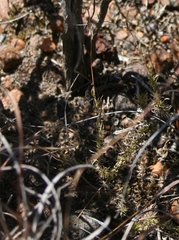 Pharnaceum aurantium