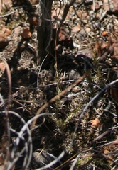 Pharnaceum aurantium