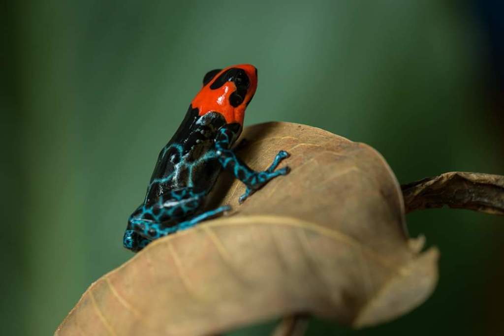Blessed Poison Frog