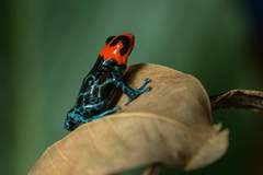 Ranitomeya benedicta