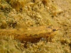 Barbatula barbatula