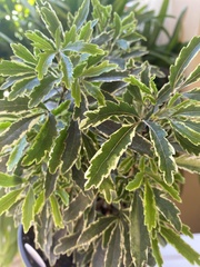 Plerandra elegantissima