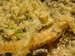 Barbatula barbatula