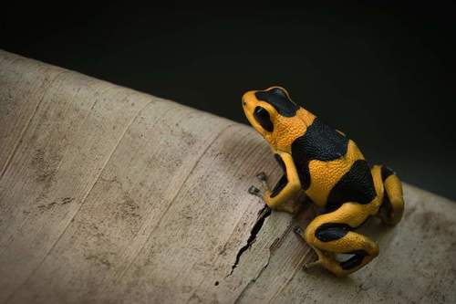 Ranitomeya summersi