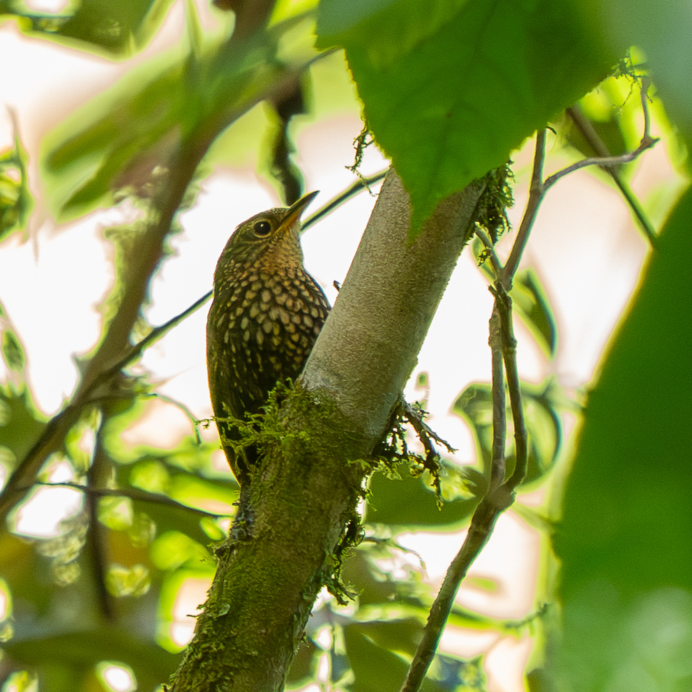 Spotted Barbtail (Premnoplex brunnescens), photo 8