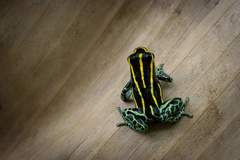 Ranitomeya variabilis