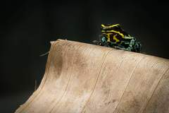 Ranitomeya variabilis