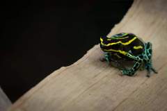 Ranitomeya variabilis