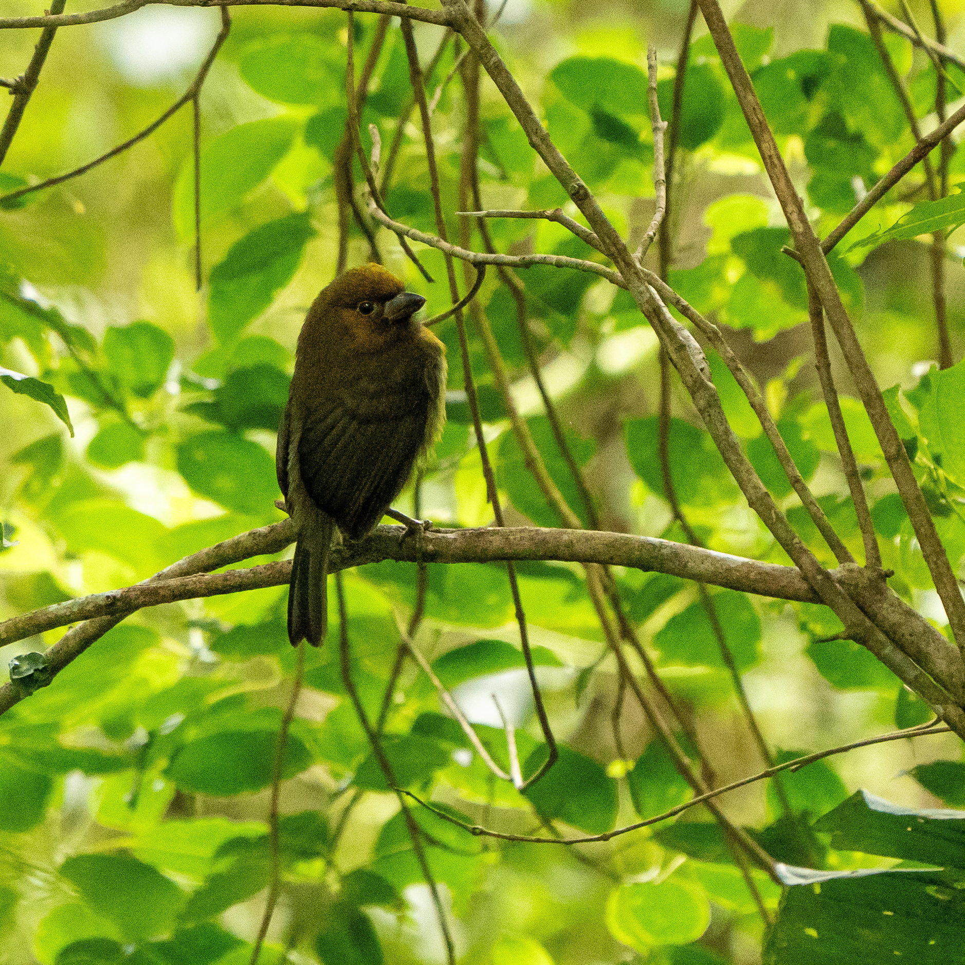 Prong-billed Barbet (Semnornis frantzii), photo 5