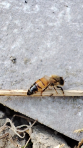 Western Honey Bee