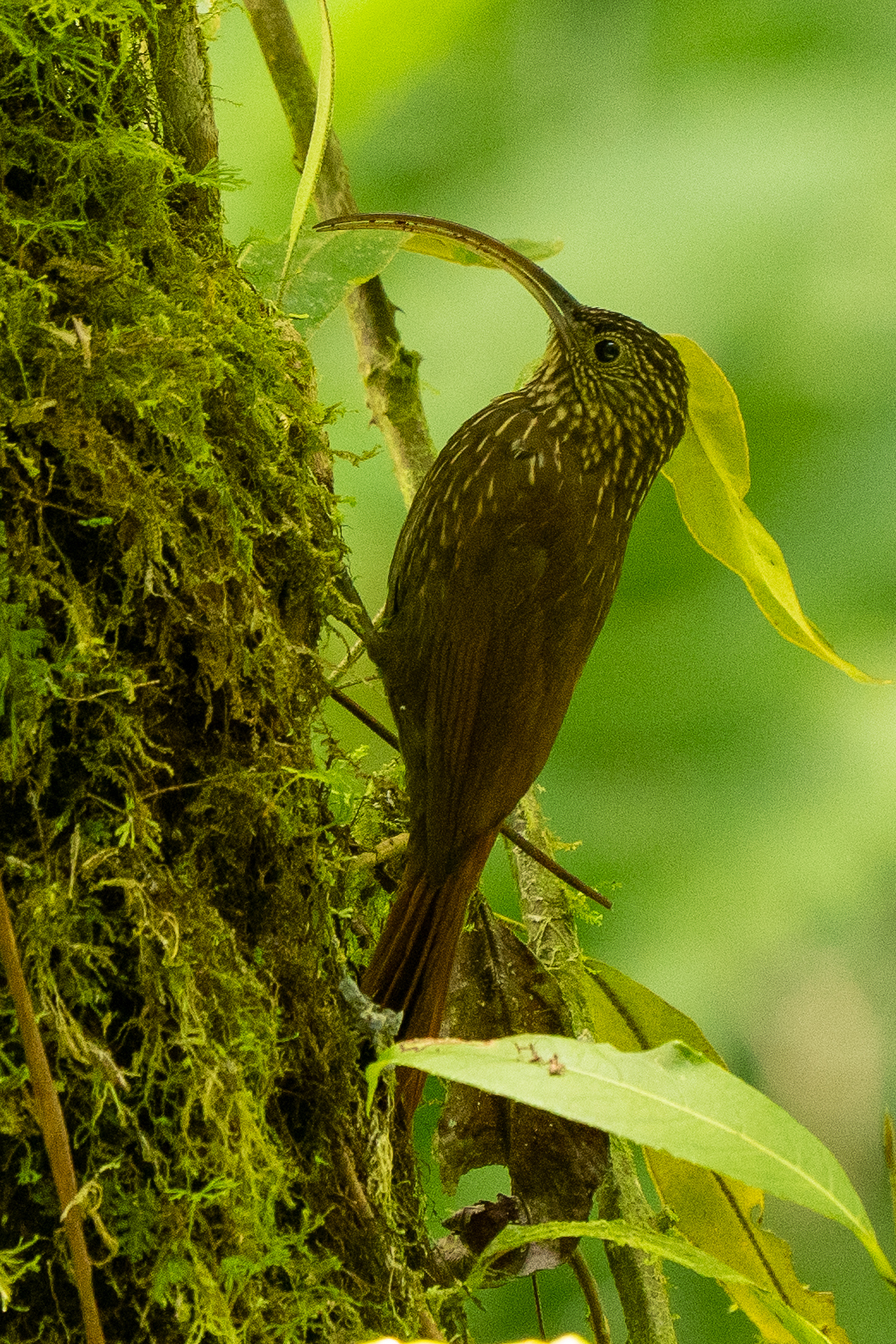 Brown-billed Scythebill (Campylorhamphus pusillus), photo 1