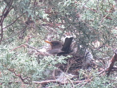 Turdus rufitorques