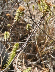 Oedera squarrosa