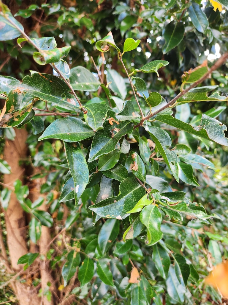 Cleistanthus stenophyllus