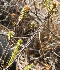Oedera squarrosa