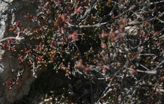 Drosanthemum asperulum