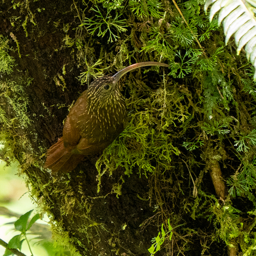 Brown-billed Scythebill (Campylorhamphus pusillus), photo 2