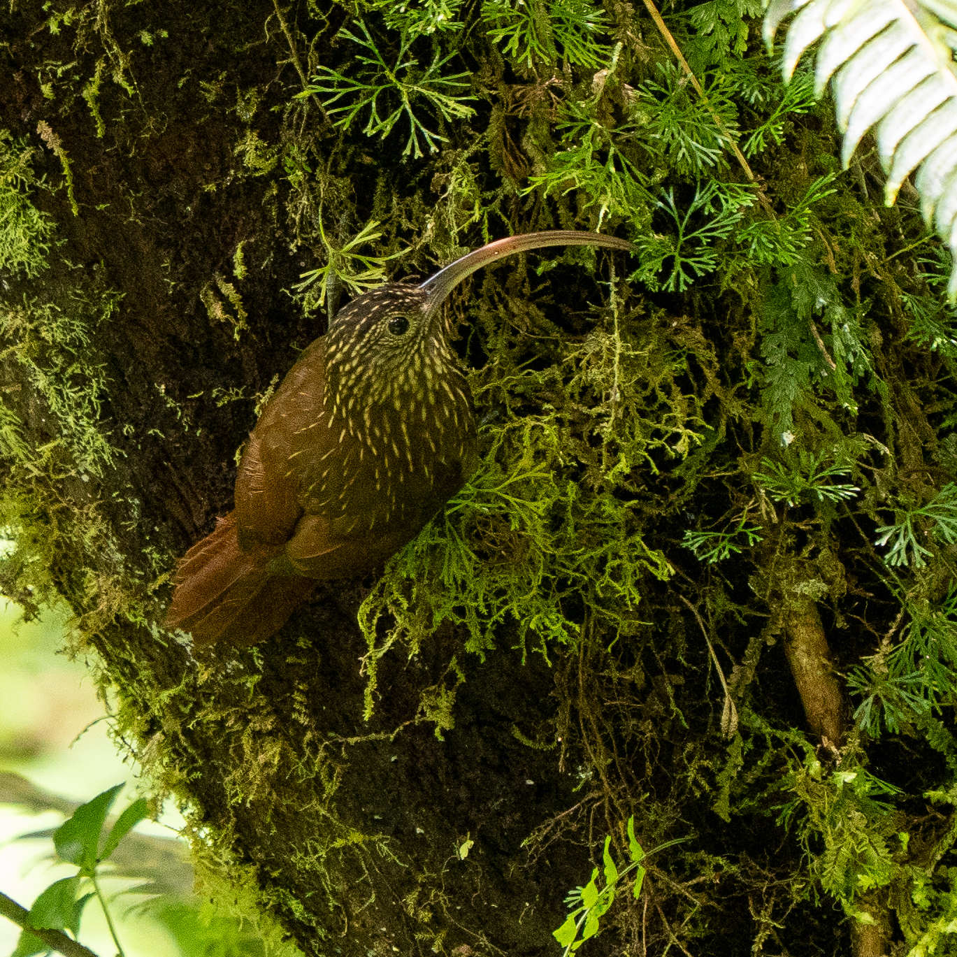 Brown-billed Scythebill (Campylorhamphus pusillus), photo 2