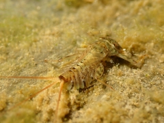 Ecdyonurus
