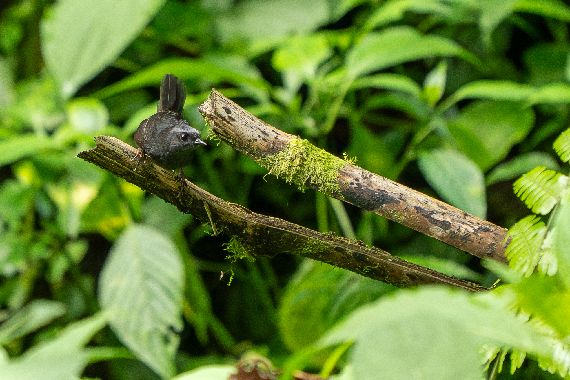 Silvery-fronted Tapaculo (Scytalopus argentifrons), photo 1
