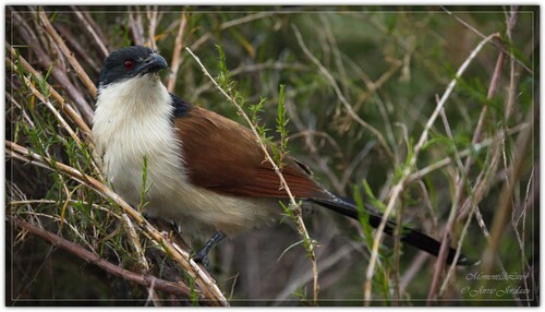 Burchell's Coucal