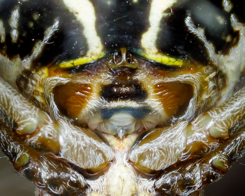 Argiope blanda