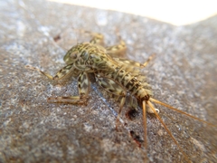 Ecdyonurus