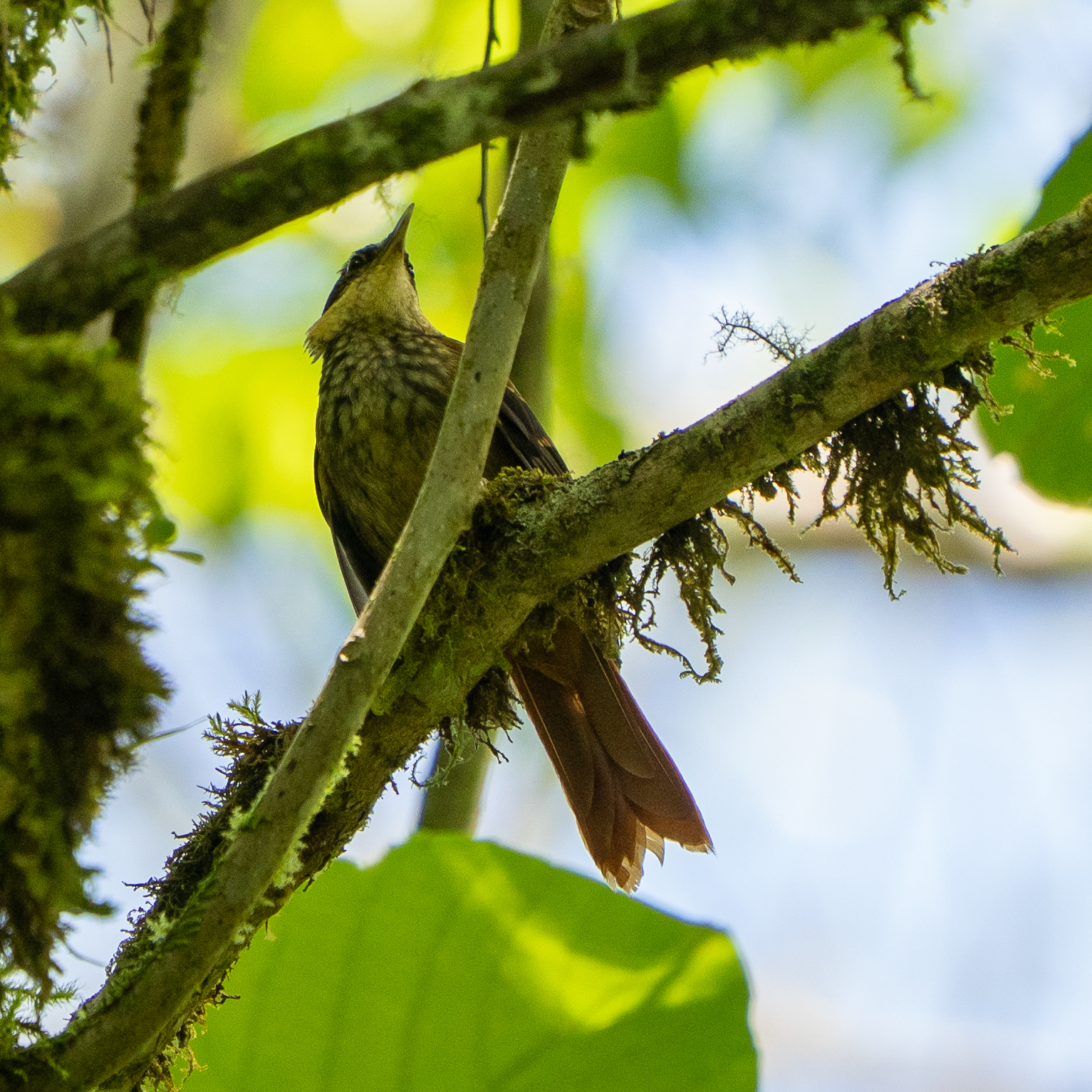 Buffy Tuftedcheek (Pseudocolaptes lawrencii), photo 2