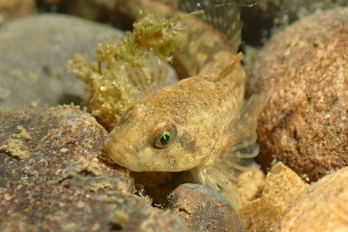 Chabot Bullhead