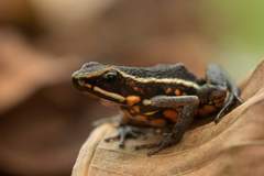 Ameerega rubriventris