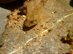 Cottus perifretum