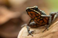 Ameerega rubriventris