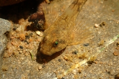 Cottus perifretum