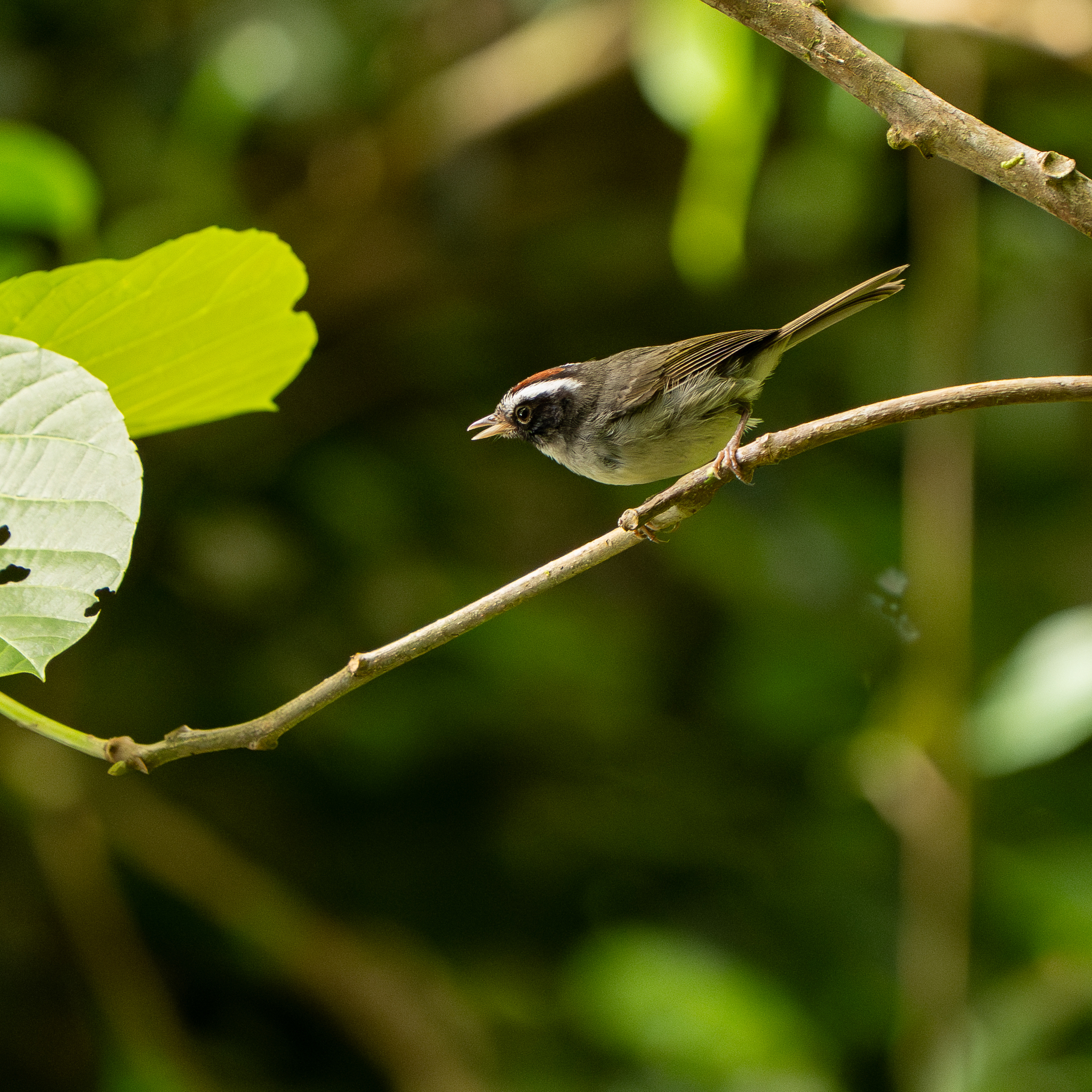 Black-cheeked Warbler (Basileuterus melanogenys), photo 3